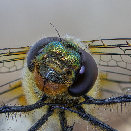 Libelle 156 foto's focusstack