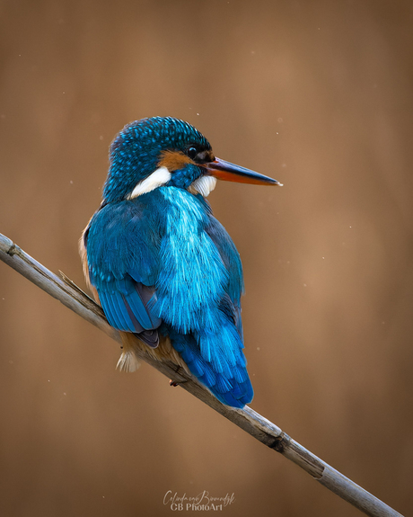 Ijsvogel in de regen midden in de stad