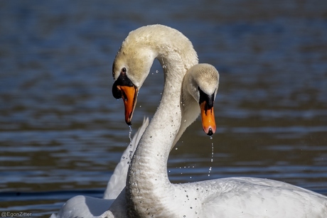 in elkaar verstrengeld