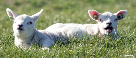 "Blije lammetjes..."