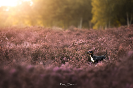 Hond tussen de heide of heide tussen de hond?