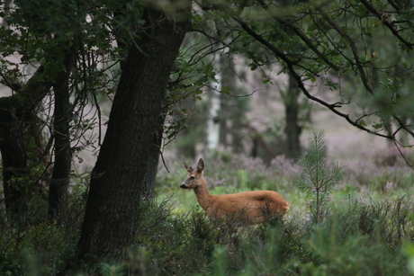 Ree in de avondschemering