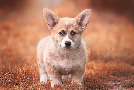 Corgi pup