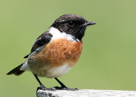 roodborst tapuit