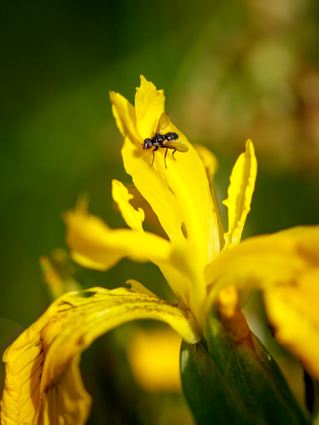 Sluipvlieg- Phania funesta