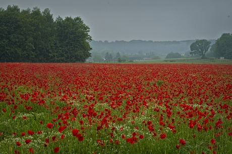 Klaprozenveld