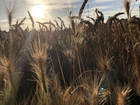 Zonsondergang 