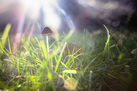 langsteelfranjehoed in ochtendsfeer