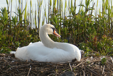 op het nest