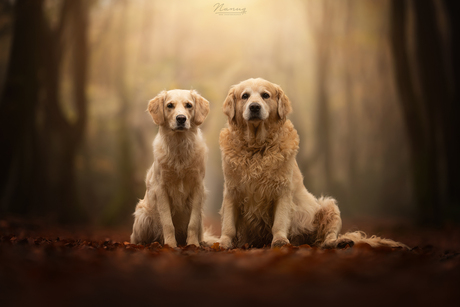 Golden duo 