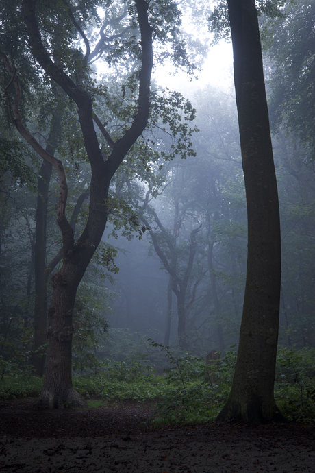 Clingendael bos