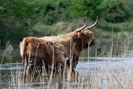 Schotse hooglander