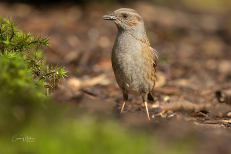 Heggenmus