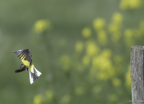 gele kwikstaart vangt vlieg