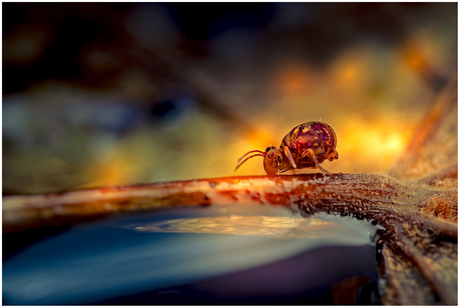 Springstaartje 32.....