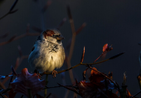 in the spotlight