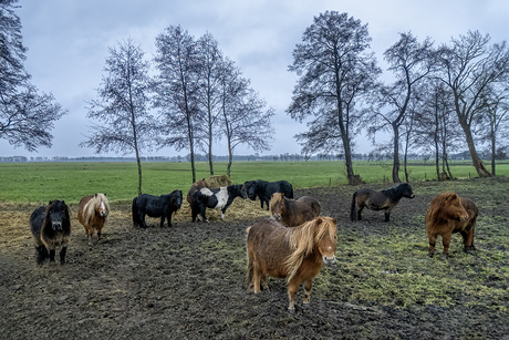 Wat moeten al die mensen hier....