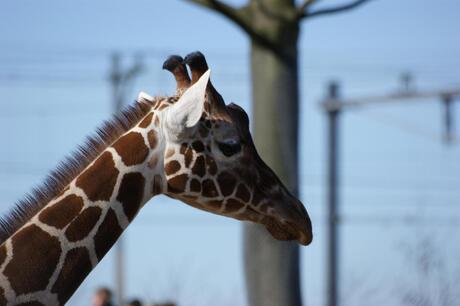 Blijdorp - Giraffe