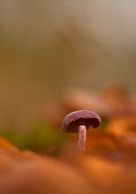 Amethistzwam/Laccaria amethystea