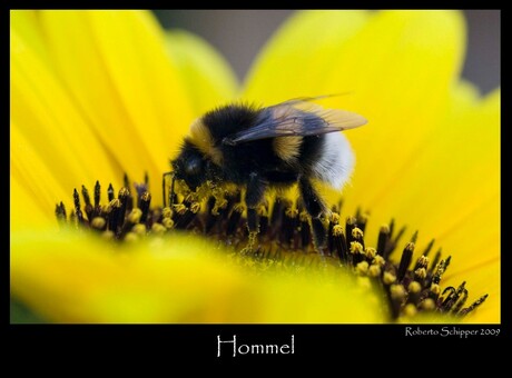 Hommel