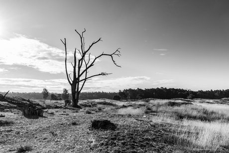 Hulshorsterzand zwart wit...