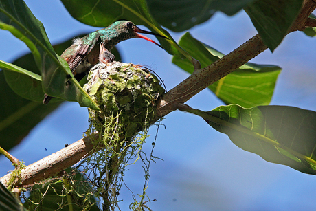 Jonge kolibrie wacht op eten van zijn gearriveerde moeder