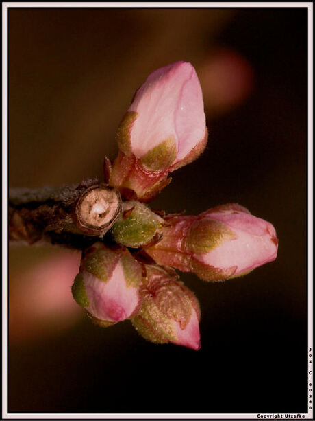 Nog meer lente vreugde!