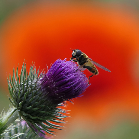 Bij op distel