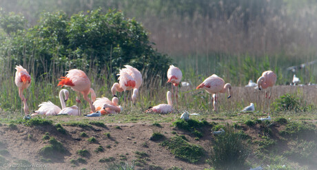 Flamingo familie