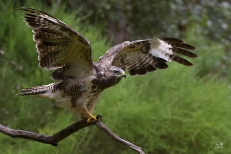 Buizerd op tak