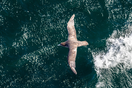 Drake Passage, stormvogel