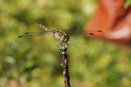 Mini landing