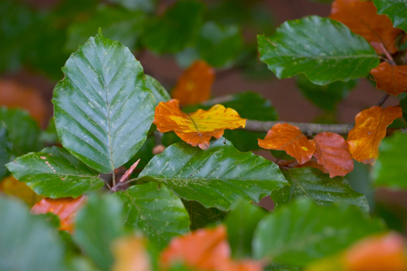 Gewoon Herfst