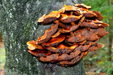 in het bos gemaakt