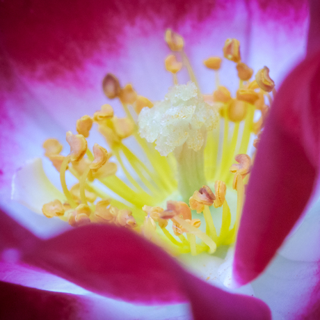 De kleine roos met het grote hart