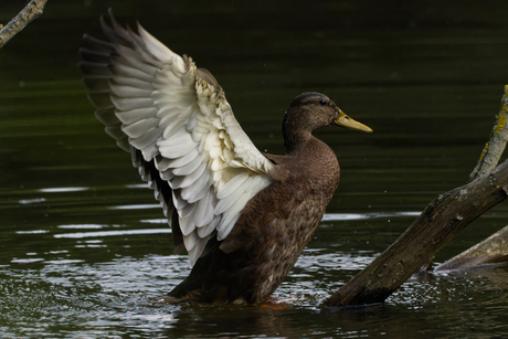 Een(d)voudig en toch mooi :-)