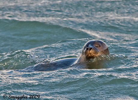 Gewone zeehond