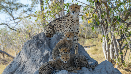 Cheeta 
