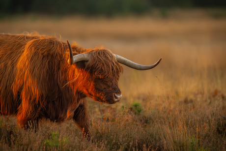 Schotse hooglander