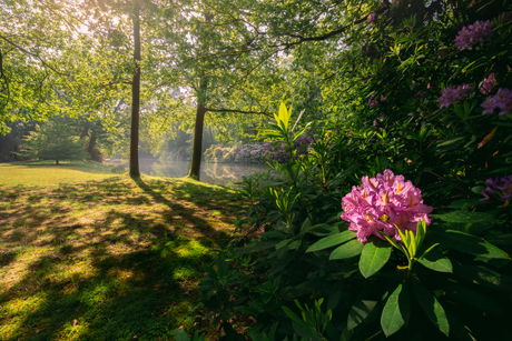 Rododendrons bij Het Loo