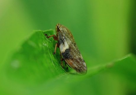 Cicade