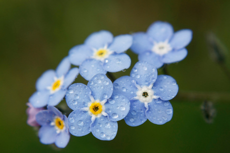 Blauwe bloemetjes