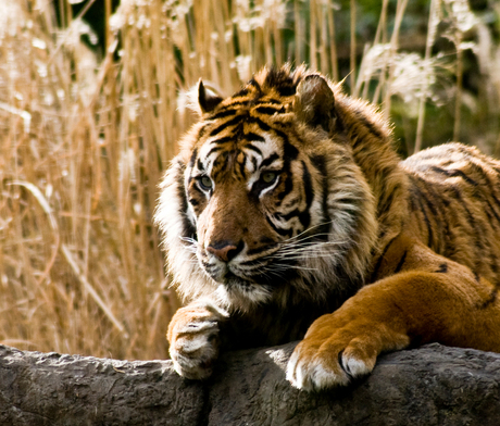 tijger in blijdorp