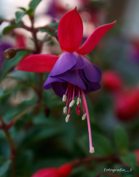 Uit eigen tuin 