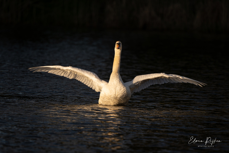 Zon en Zwaan