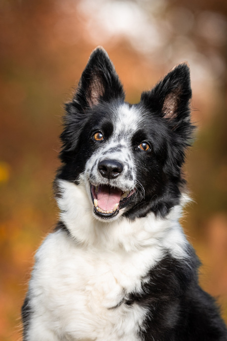 Herfstige Herder - FotoSnoet