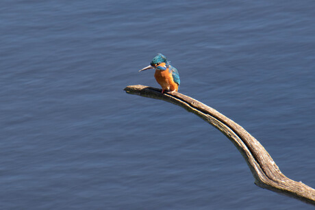 Ijsvogel
