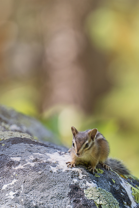 Chipmunk