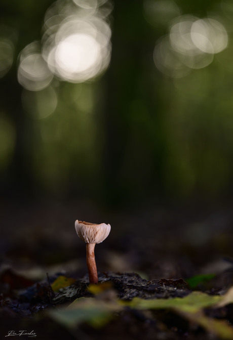 Paddenstoelen jacht......