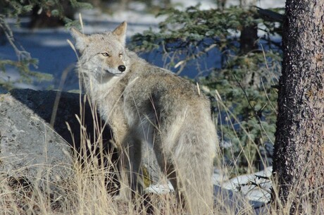 Coyote Canada